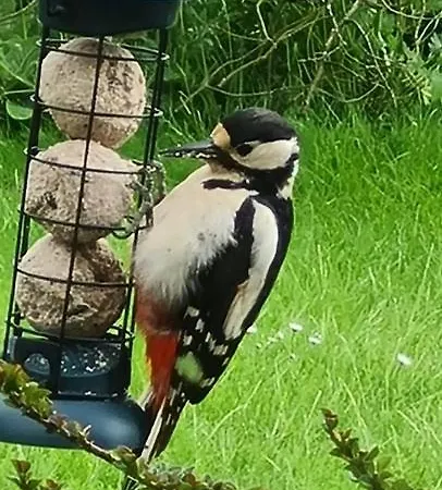 Apartment Woodpeckers