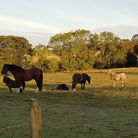Woodpeckers Apartmán *