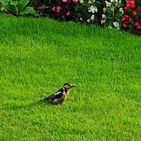 Woodpeckers * スカーバラ